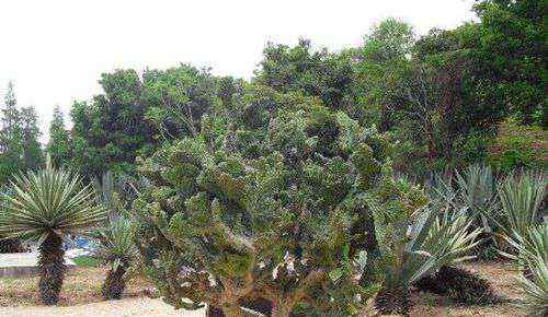 铁桦木 世界上生长速度最慢的树