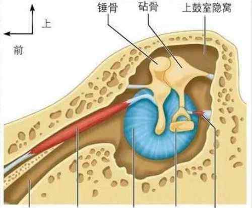 人体最大的肌肉 人体最大的肌肉是哪一块