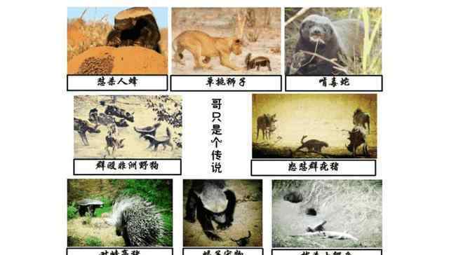密獾 蜜獾为什么不攻击人？告诉你蜜獾为什么什么都不怕