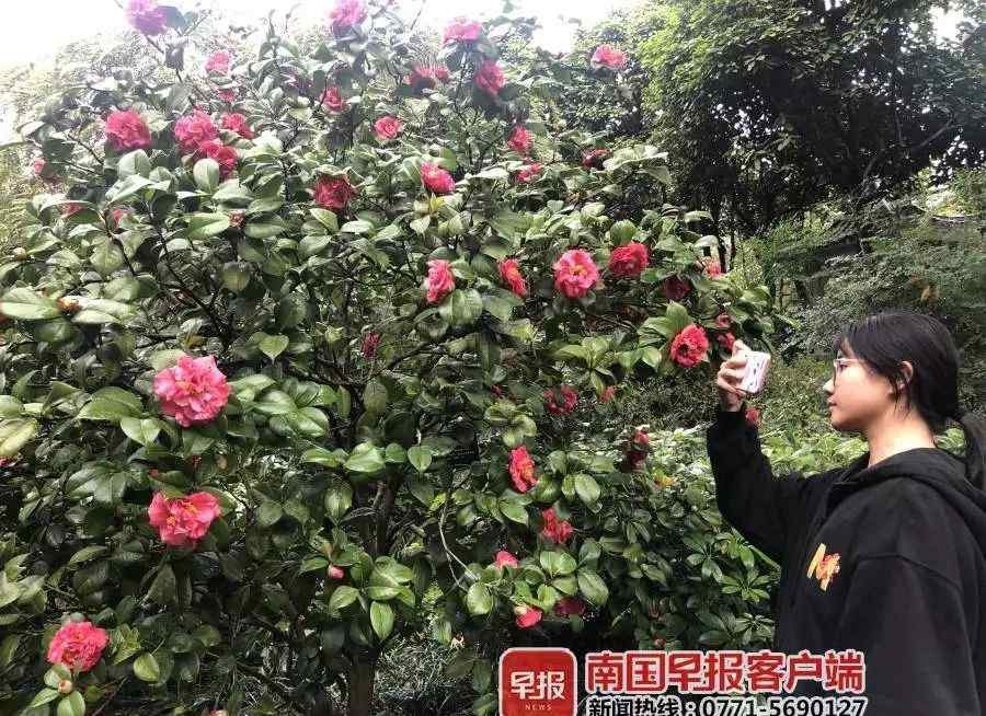 金茶花 1万余株茶花将亮相南宁，“茶族皇后”金茶花与你相约