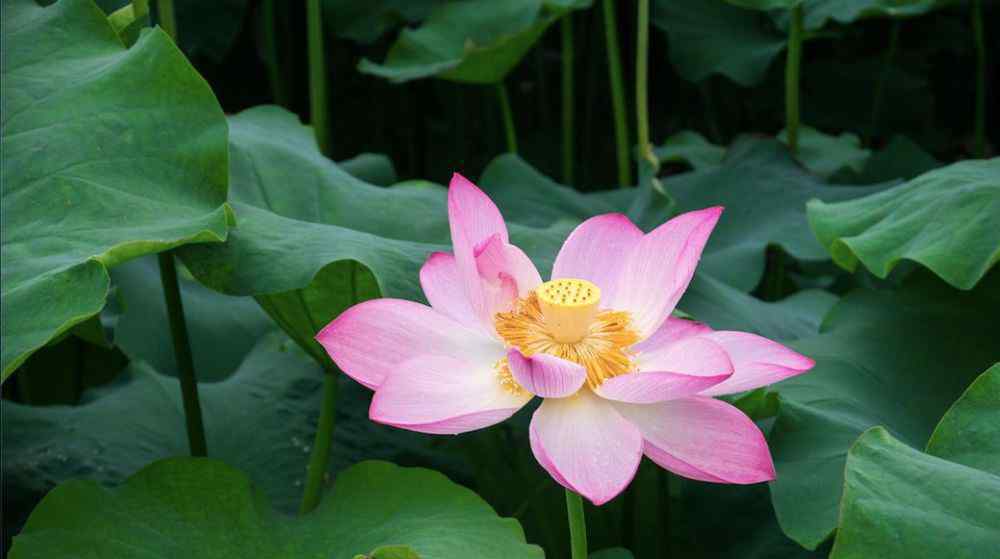 子夜夏歌 梁实秋 莲子