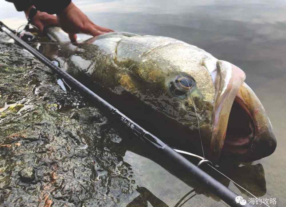 黄脚鱲 海南海钓地点推荐，准备好你的鱼竿了吗？