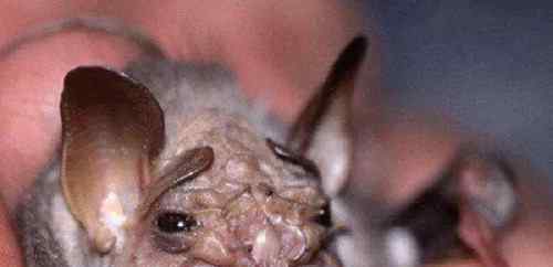 蝙蝠病毒图片 十大最恐怖蝙蝠图片
