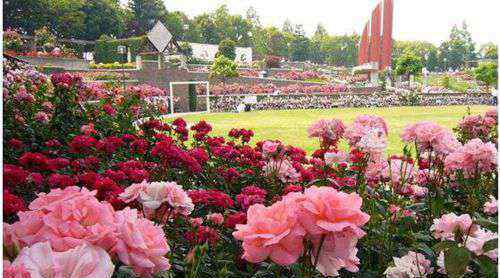 最漂亮的真玫瑰花图片 世界上最美的玫瑰花排名