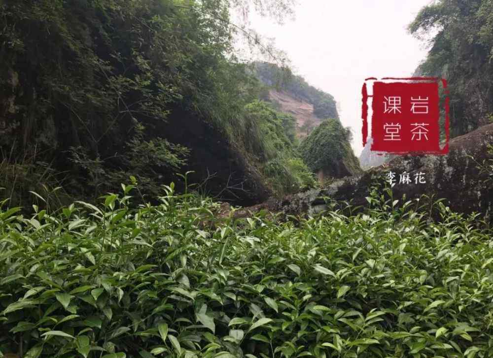 武夷山牛栏坑肉桂 为什么牛栏坑不都种肉桂？