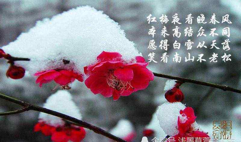 梅花雪图片 天天新联，出下联，眼儿媚，独喜梅花雪上春