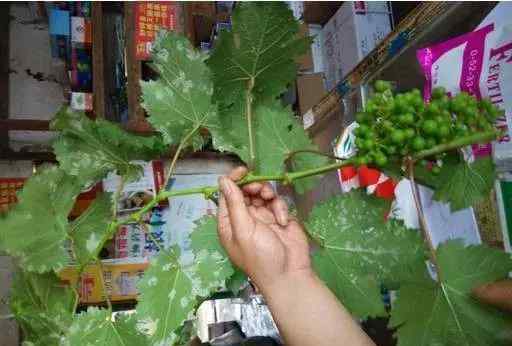 葡萄叶子病害图片 那些让你头疼的葡萄病害图谱