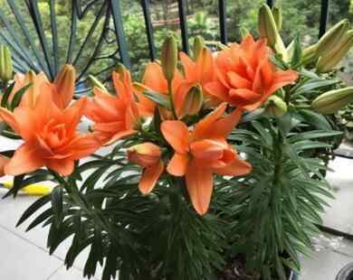 百合花一年开几次花期 养百合花，“这样”做，年年都开花，且一年比一年开得多