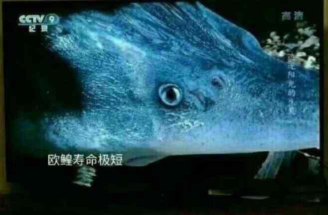 欧皇寿命极短 欧皇和非酋（非鳅）是什么梗？欧皇（欧鳇）寿命极短什么意思