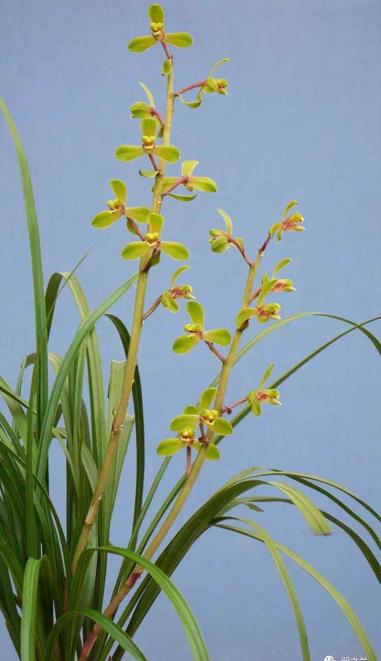 蕙兰 蕙兰 - 蕙兰老八种