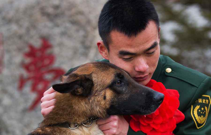 搜救犬 搜救犬退役之后去哪里？搜救犬是什么品种的狗狗