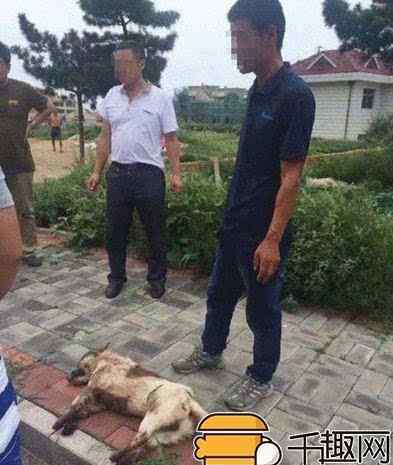 活剥小猫 丧心病狂!竟有人直播解剖活狗