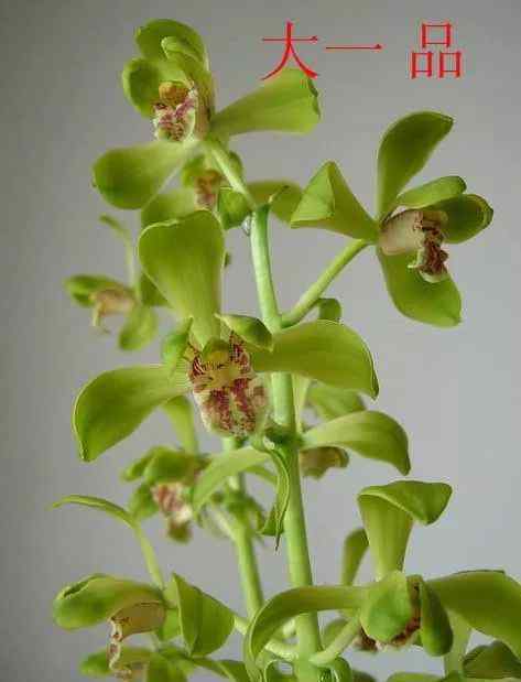 蕙兰 蕙兰 - 蕙兰老八种