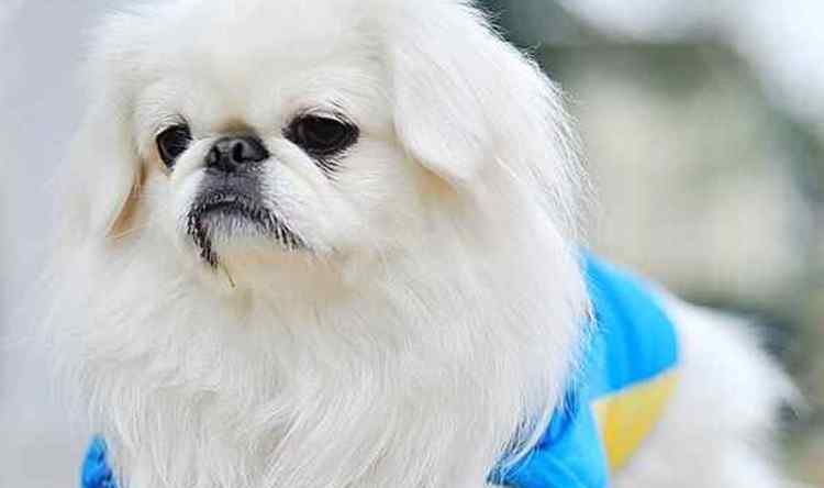 京巴狗怎么养 京巴犬非常适合老人饲养，京巴犬的饲养知识