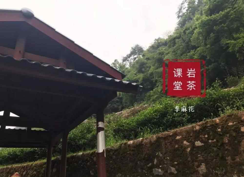 武夷山牛栏坑肉桂 为什么牛栏坑不都种肉桂？