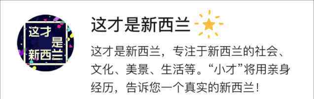 澳大利亚国鸟 新西兰国鸟“Kiwi鸟”或将灭绝！