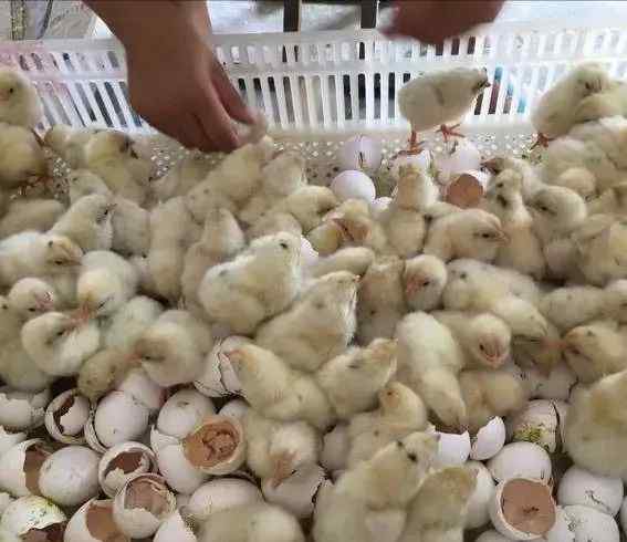 肉杂鸡 817肉杂鸡养殖会占一半的鸡肉供应，你相信吗？