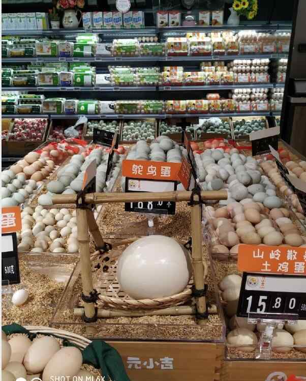 鸵鸟吃蛋 鸵鸟蛋为什么很少人吃，在中国吃鸵鸟蛋犯法吗？
