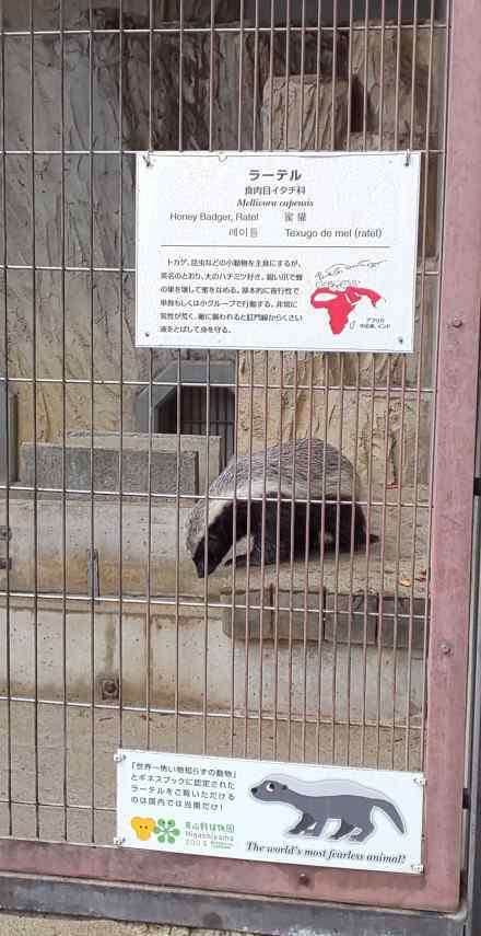 平头哥蜜獾 中国哪家动物园有蜜獾？蜜獾把自己搞濒临灭绝成频危动物了吗