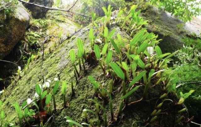 石仙桃图片 悬崖边的石缝里，有1种石橄榄，并不多见，拔掉1棵少1棵！