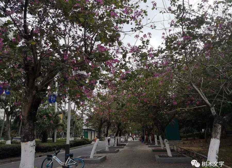 垂叶榕柱 海口有这么多开花的常绿的树，作为北方人的你羡不羡慕？