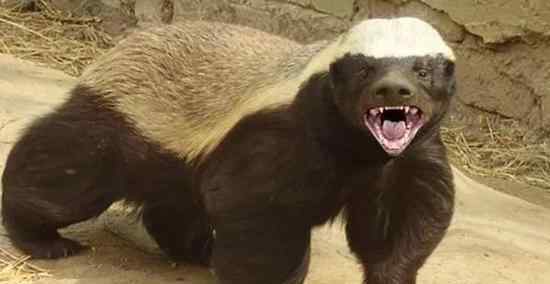 平头哥蜜獾 中国哪家动物园有蜜獾？蜜獾把自己搞濒临灭绝成频危动物了吗