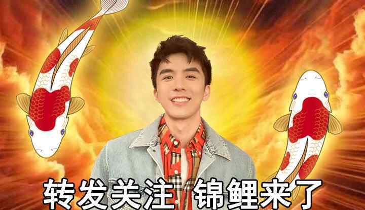 锦鲤养几条最吉利 锦鲤为什么代表好运？锦鲤养几条最吉利