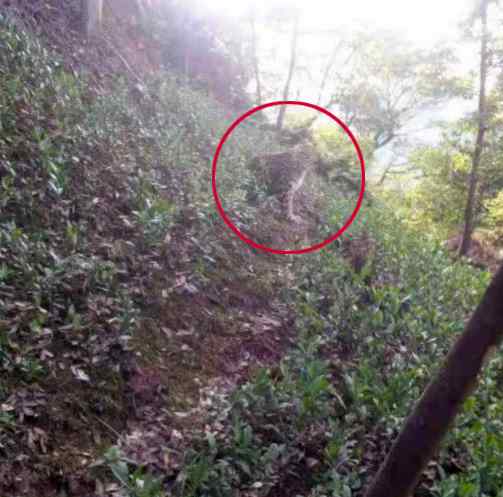 杭州山上发现豹子？目击村民与其对视：它要敢冲上来 我跟它对打