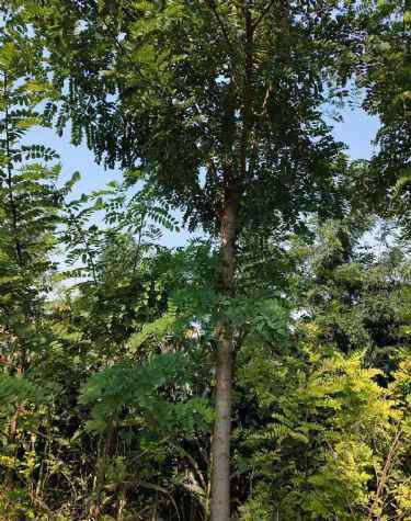 苗木行业 2020年苗木行业前景如何？