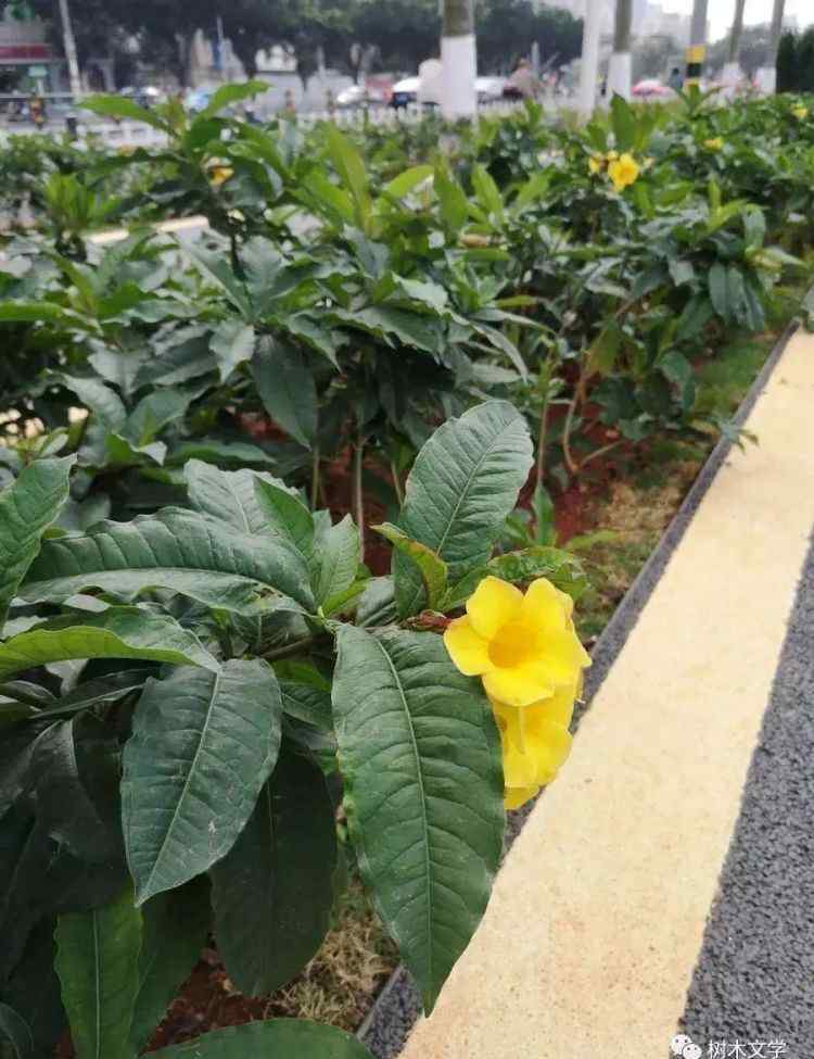 垂叶榕柱 海口有这么多开花的常绿的树，作为北方人的你羡不羡慕？