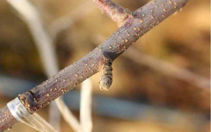 花芽 区分花芽、叶芽，怎么辨别花芽质量