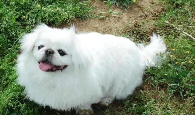 京巴狗怎么养 京巴犬非常适合老人饲养，京巴犬的饲养知识