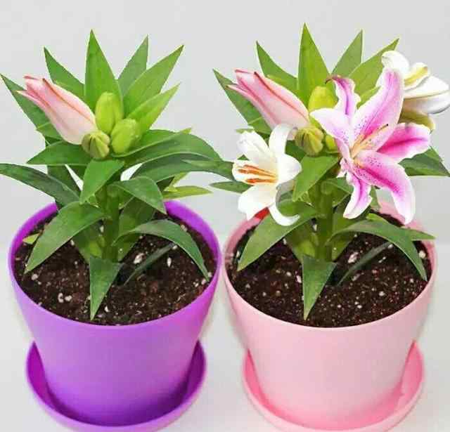 百合花一年开几次花期 养百合花，“这样”做，年年都开花，且一年比一年开得多