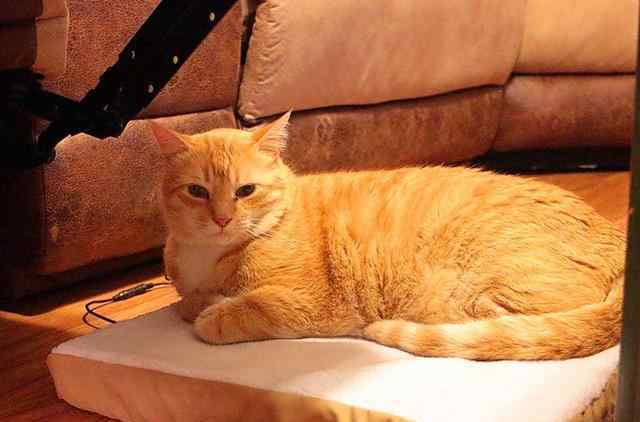 猫胰腺炎 猫咪睡16小时是正常生活现象？其实嗜睡背后已患胰腺炎