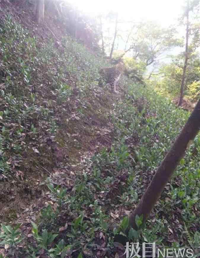 杭州转塘山林疑有豹子出没 这到底是什么状况?