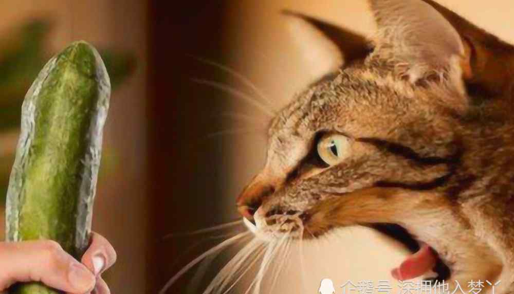 猫为什么怕黄瓜 为什么猫咪都非常害怕黄瓜？得知真相后，大家一定要憋住别笑