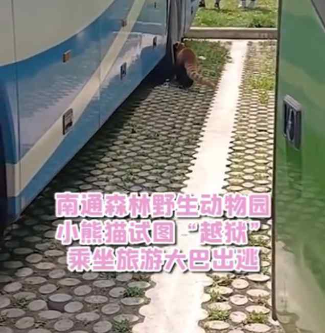 试图“越狱”？小熊猫藏进大巴车被捉回 网友：只怪外面的世界太精彩
