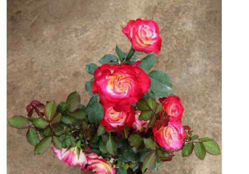 世界上有什么花名 世界上最美的玫瑰花排名