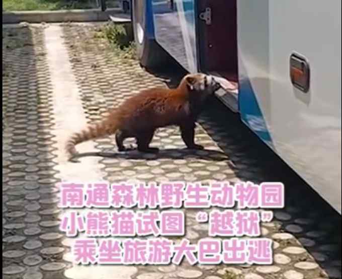 试图“越狱”？小熊猫藏进大巴车被捉回 网友：只怪外面的世界太精彩