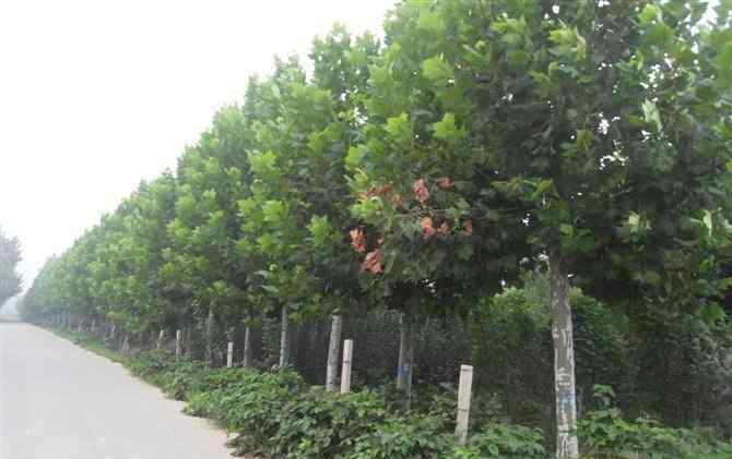 苗木行业 2020年苗木行业前景如何？