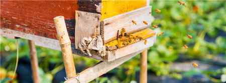 土蜂蜜和普通蜂蜜的区别 土蜂蜜价格多少钱一斤？蜂种不同，蜂蜜价格也千差万别！