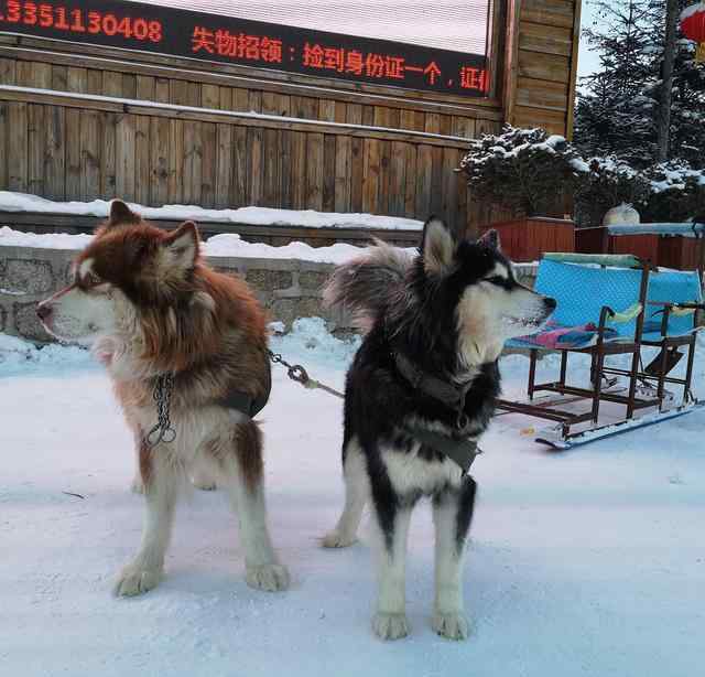 狗拉雪橇 景点的狗狗拉雪橇，为什么被唾弃？因为雪橇犬不是这样工作的