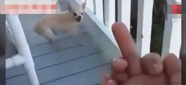 竖中指图片 为什么不能对狗竖中指？来一组霸气的竖中指图片