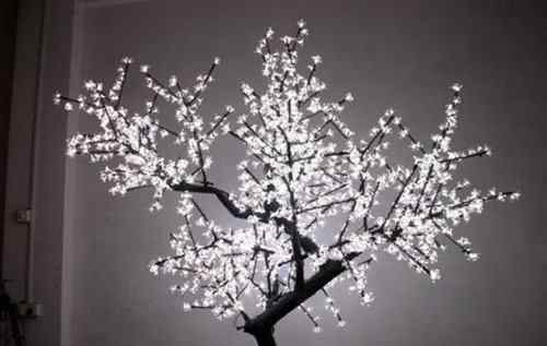 发光树 世界上最神奇的树图片