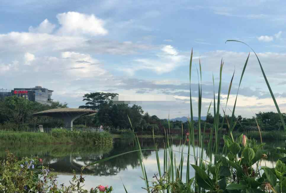 深圳深圳湾公园 深圳湾就是红树林吗，深圳湾有什么好玩的？