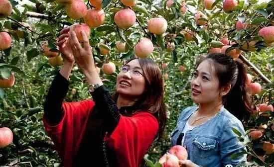 摘苹果 【摘苹果还需要学】苹果最佳采收期及采摘方法！