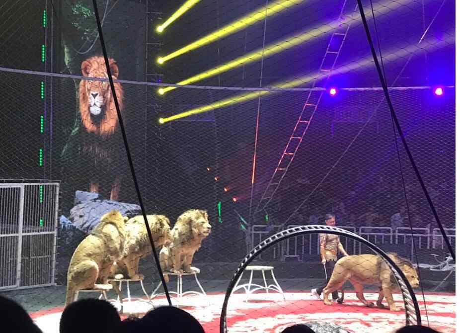 老虎为什么怕狮子 马戏团的狮子为什么怕驯兽师，驯兽师是怎么训练狮子的