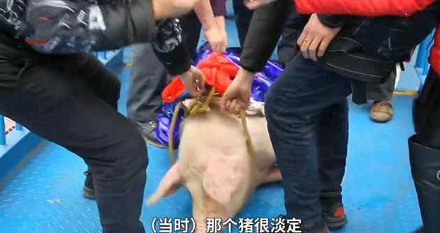 洋人街事故 重庆一景区拿肥猪来蹦极，是一次绝妙的事件营销