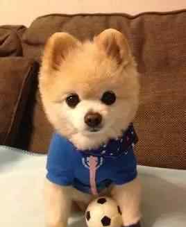 俊介犬和博美的区别 宠知识 | 博美与俊介有什么区别？又有什么关系呢？