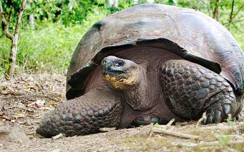 最大的龟 世界上最大的乌龟到底有多大？